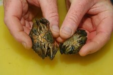 Shore crab baits